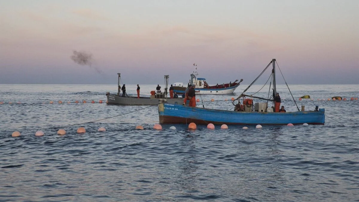 España y Francia Discuten Nuevas Estrategias para el Mediterráneo: Modificaciones a TAC y Cuotas para 2026
