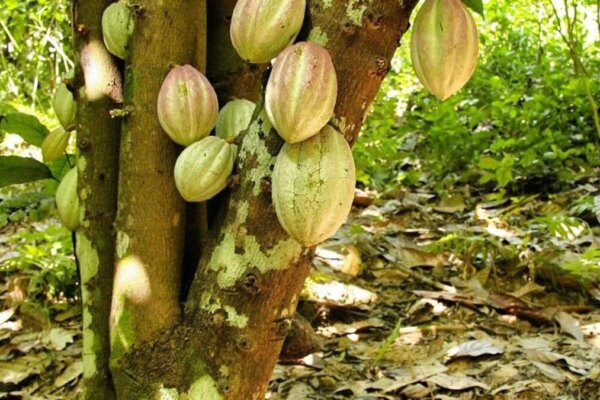 Colombia solicita a la Comisión Europea posponer un año la normativa sobre deforestación que impacta café y cacao