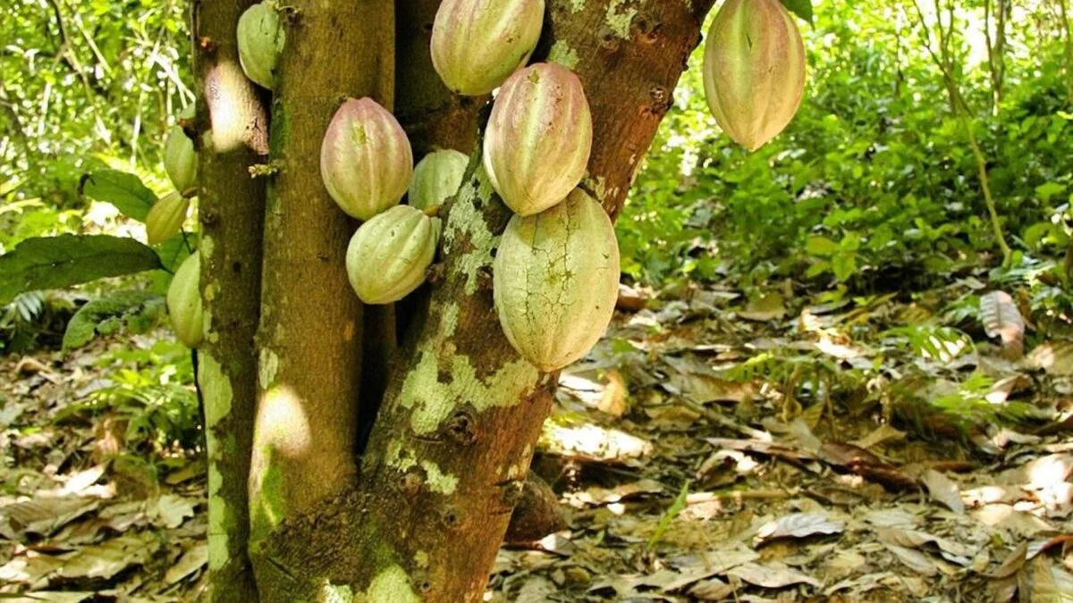 Colombia solicita a la Comisión Europea posponer un año la normativa sobre deforestación que impacta café y cacao