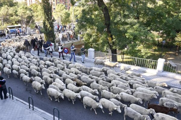 El Domingo 19, Madrid Celebrará la Fiesta de Trashumancia: Ovejas Desfilan de Casa de Campo a Cibeles
