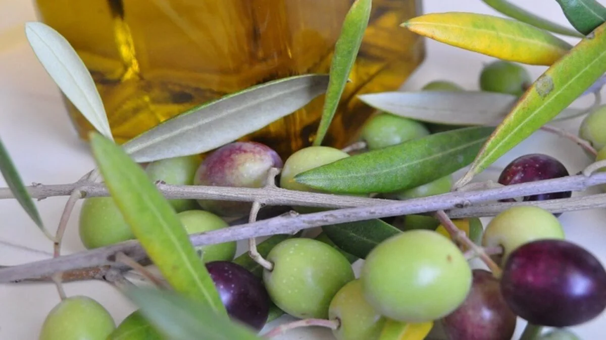 Unión solicita apoyo urgente ante pérdidas de 27 millones en la aceituna manzanilla cacereña por sequía