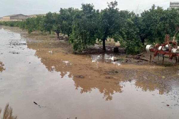 Unió de Pagesos Advierte: Daños Mayores en Olivos y Cítricos por Tormenta en Tarragona