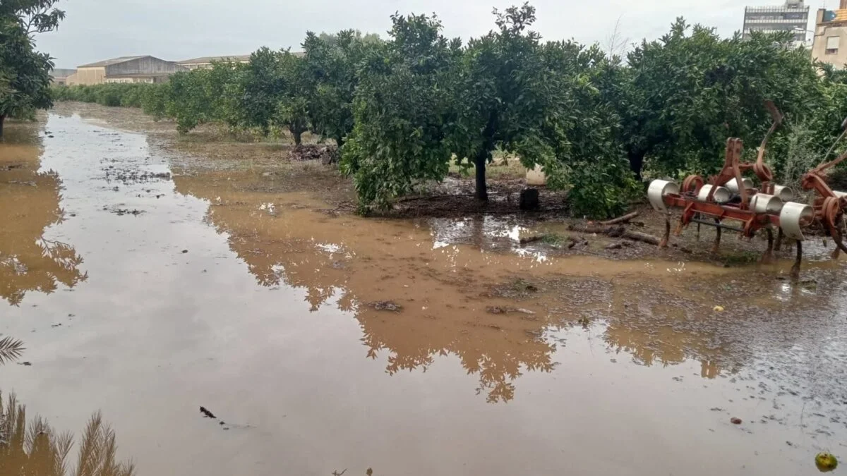 Unió de Pagesos Advierte: Daños Mayores en Olivos y Cítricos por Tormenta en Tarragona
