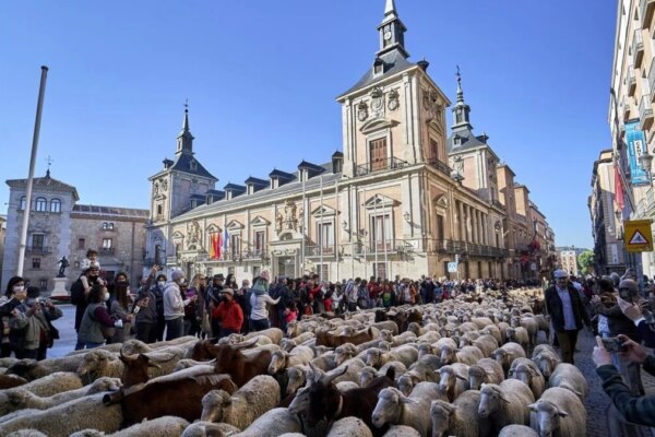 Madrid se Llena de Vida: Este Domingo Regresan las Ovejas y Cabras en la Fiesta de la Trashumancia
