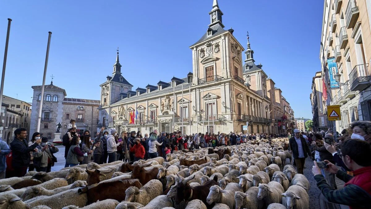 Madrid se Llena de Vida: Este Domingo Regresan las Ovejas y Cabras en la Fiesta de la Trashumancia