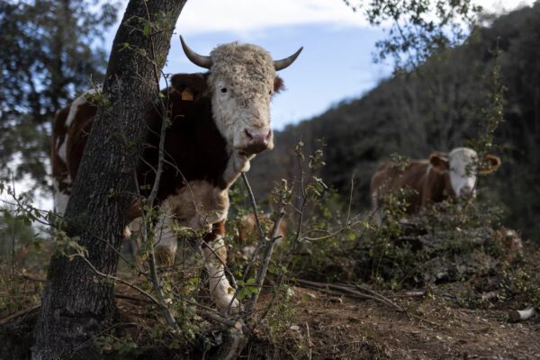Dermatosis Nodular Contagiosa: Un virus amenaza el ganado en Girona y deja huellas emocionales tras el sacrificio