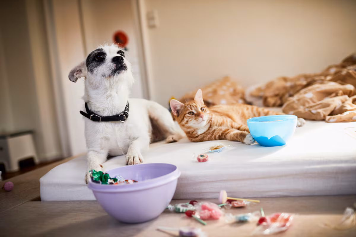 Delicadezas para Mascotas: La Revolución del Lujo y Bienestar en el Mercado Animal