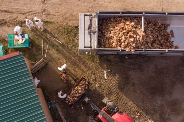 Impacto de la Gripe Aviar en Granjas Españolas: Sacrificios Masivos y Pérdidas Económicas en la Temporada Navideña