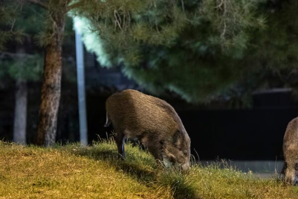 Bruselas aconseja a cazadores actuar con precaución ante la propagación de la peste porcina