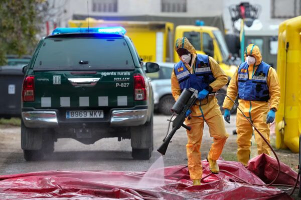 Agricultura no prevé ayudas inmediatas para granjas afectadas por la peste porcina