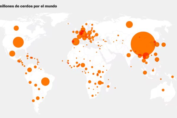 España, líder global en producción porcina: 11 gráficos que revelan los desafíos ante la peste porcina africana