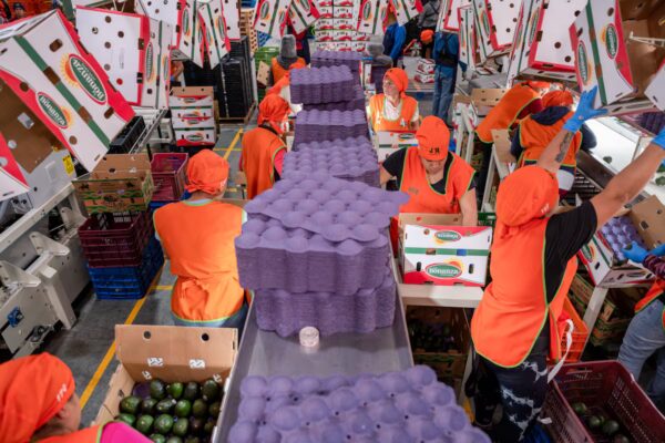 Desentrañando la Inacción Empresarial: ¿Qué Detiene la Inversión?