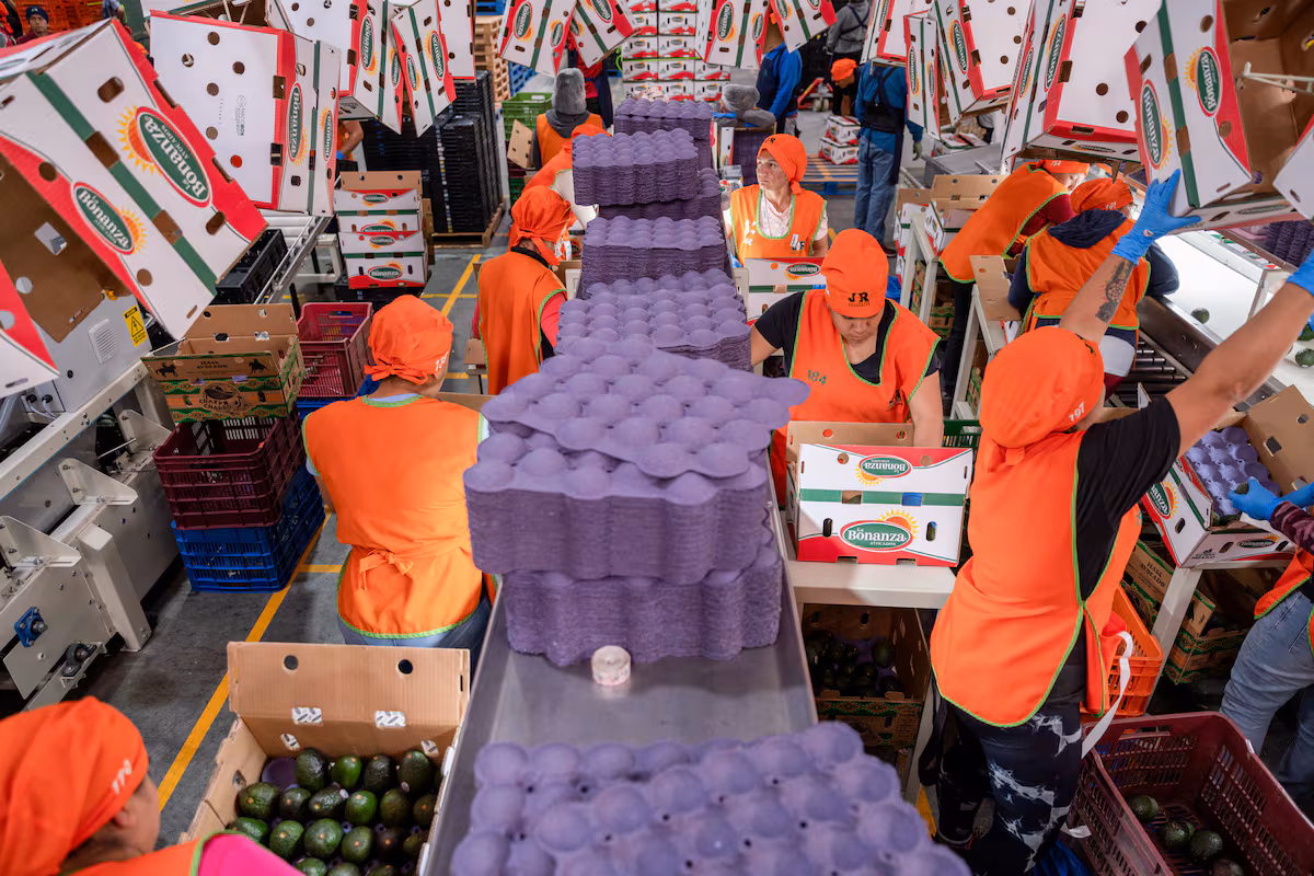 Desentrañando la Inacción Empresarial: ¿Qué Detiene la Inversión?