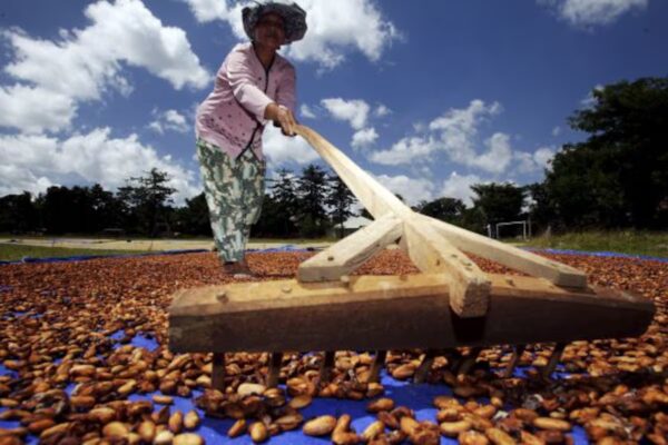 Clima y Mercados: El Café y el Cacao Enfrentan una Nueva Era de Volatilidad