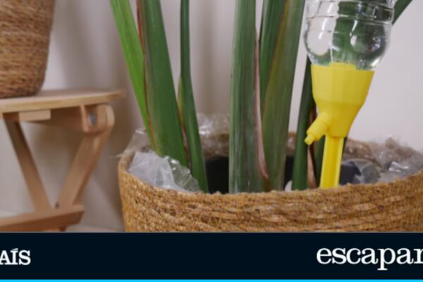 Cinco alternativas efectivas para cuidar tus plantas durante las vacaciones sin esfuerzo