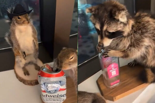 La inusual colección de animales disecados de Haaland sorprende al mundo del emprendimiento y la biología.