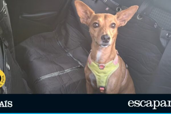 Los mejores protectores de asiento para perros: Comparativa y análisis detallado