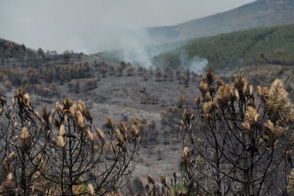Incendio en La Mierla arrasa 9.000 hectáreas y provoca evacuación de más de 600 personas en 16 localidades de España