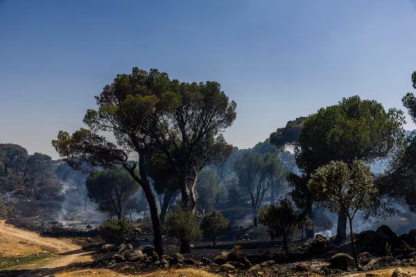 Incendios forestales en la Comunidad de Madrid: el viento dificulta las labores de extinción en tiempo real