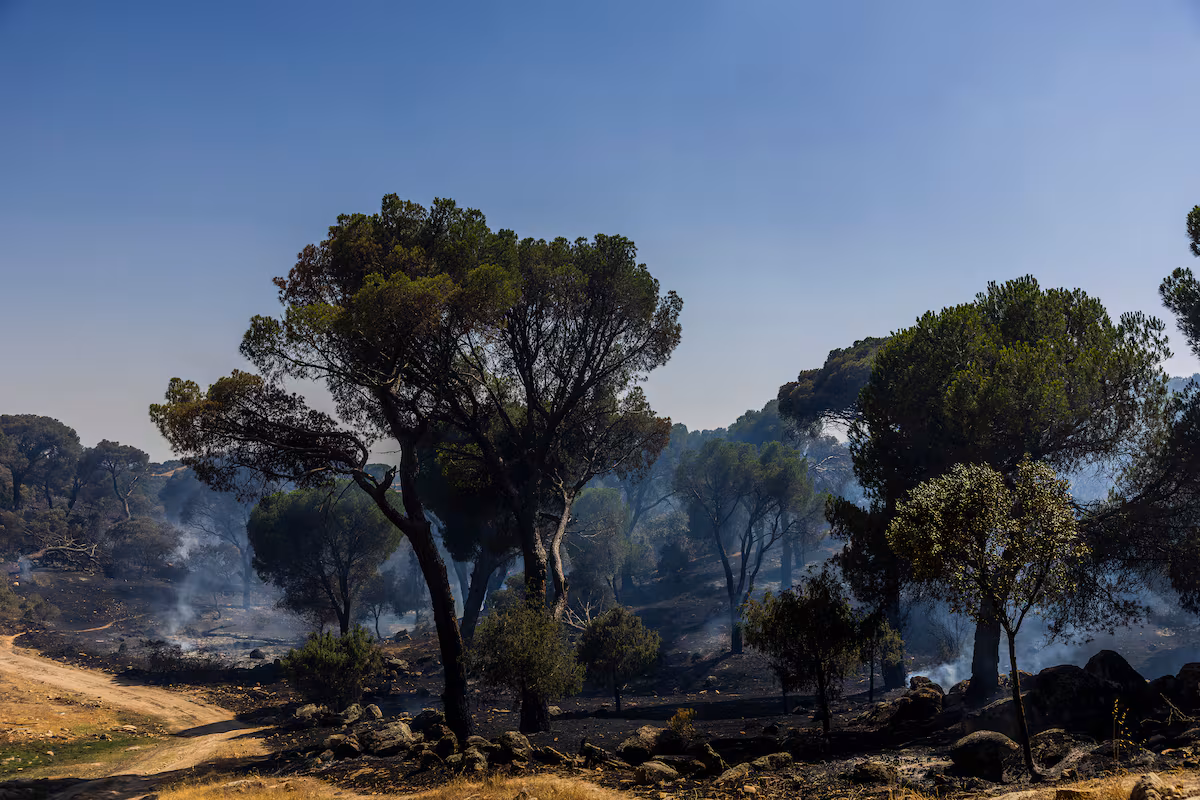 Incendios forestales en la Comunidad de Madrid: el viento dificulta las labores de extinción en tiempo real
