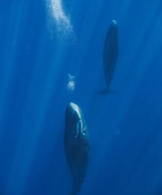 Las ballenas esperma crean burbujas para dormir de pie de manera relajante.