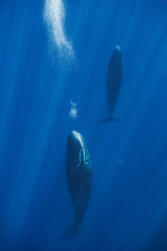 Las ballenas esperma crean burbujas para dormir de pie de manera relajante.