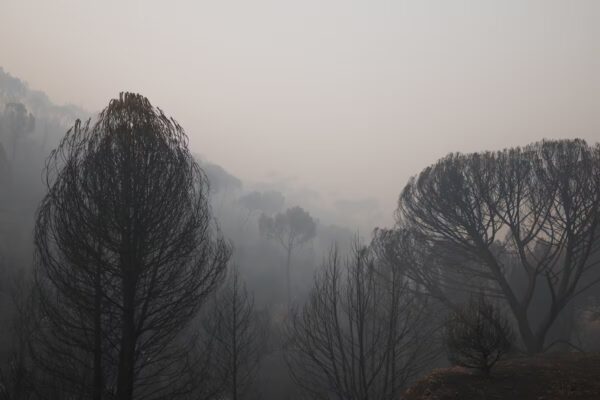 Impacto de los Incendios en España: Superficie Afectada, Desalojos y Cortes de Carreteras