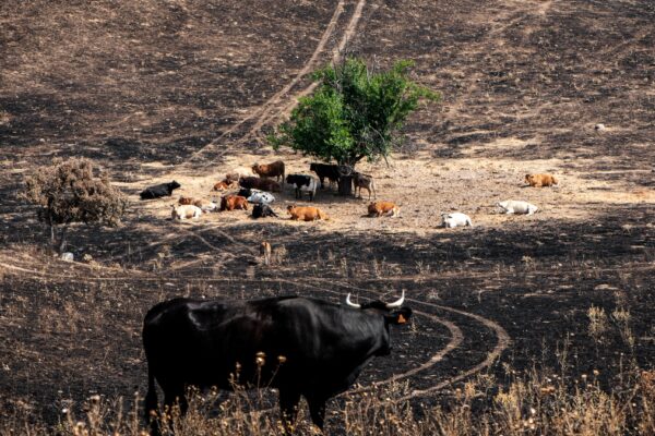Un billón de dólares en riesgo: la agricultura y el turismo rural enfrentan desafíos críticos