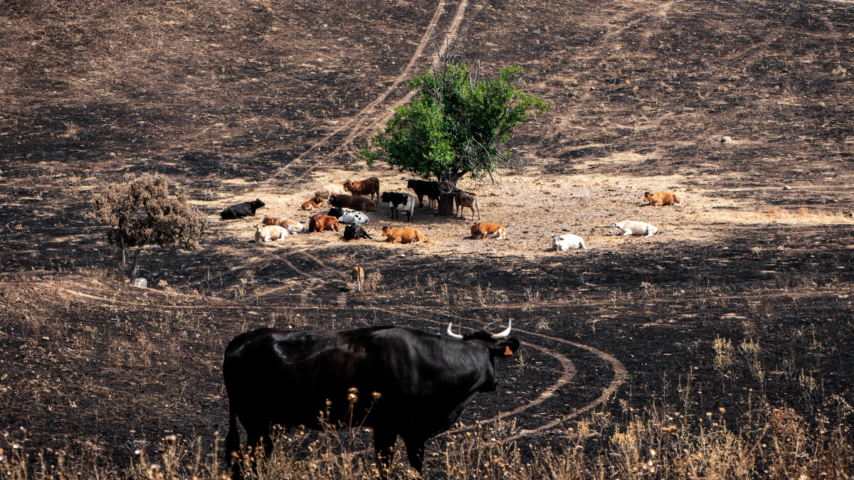 Un billón de dólares en riesgo: la agricultura y el turismo rural enfrentan desafíos críticos