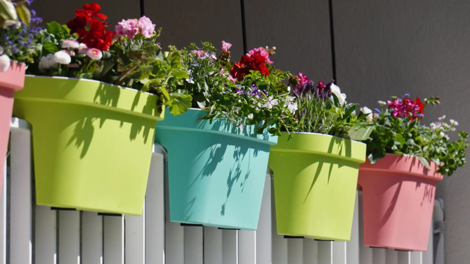 Ley de Propiedad Horizontal: Razones por las que te pueden exigir retirar las plantas de tu balcón