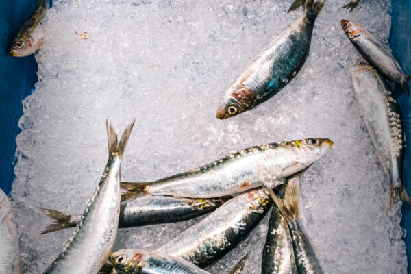 La preocupante desaparición de las sardinas de los estantes de supermercados