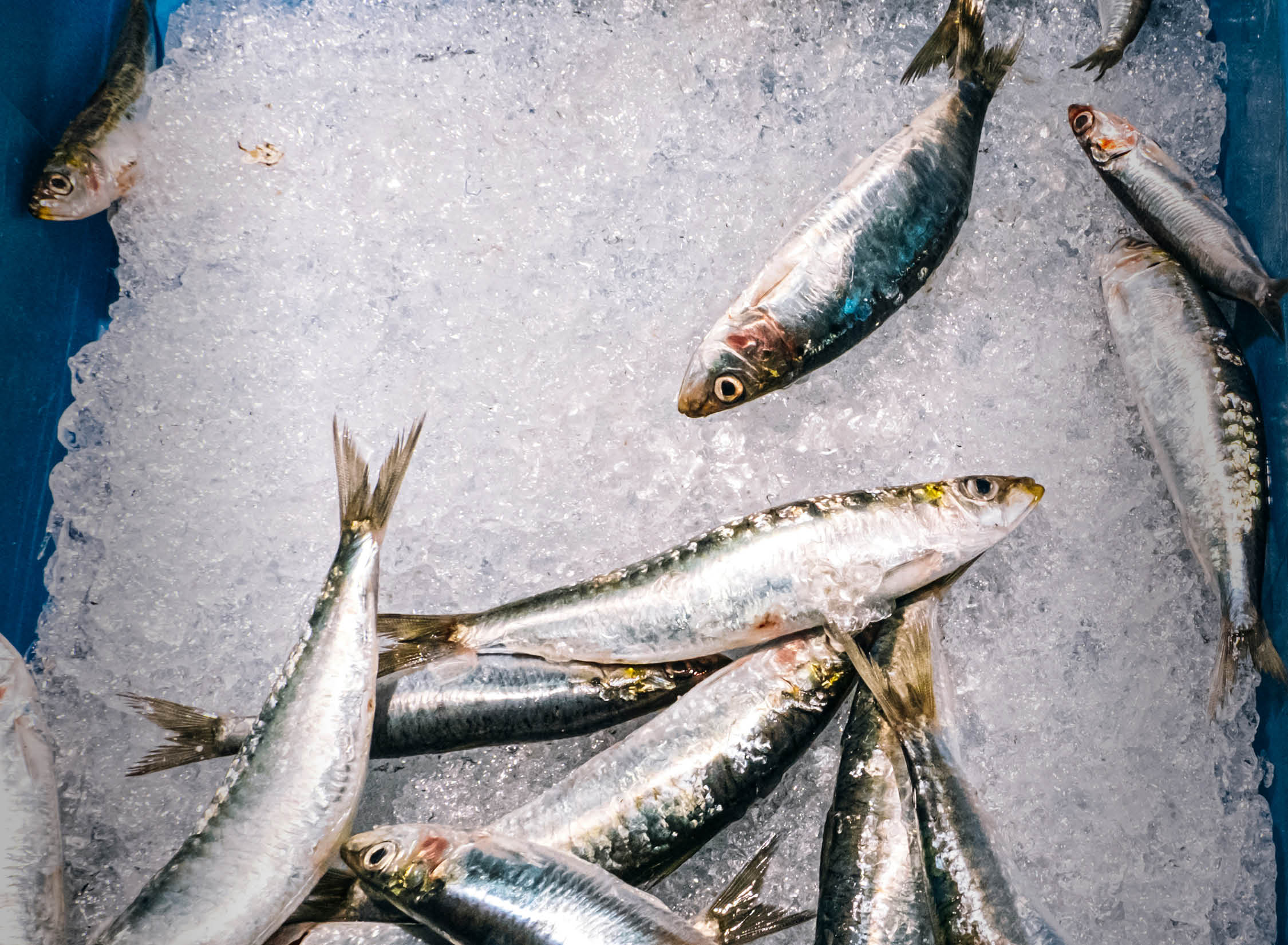 La preocupante desaparición de las sardinas de los estantes de supermercados