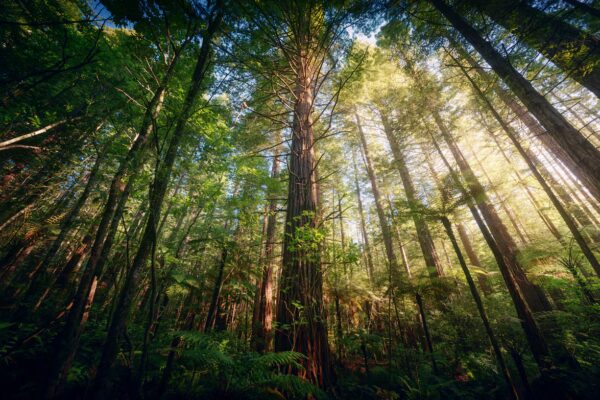 Desaparición acelerada de bosques templados: un patrón milenario se repite en pocas décadas
