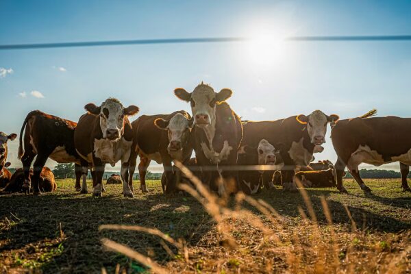 Cierre de plantas de carne de Tyson Foods en medio de la severa sequía que agrava la escasez de ganado en EE. UU.