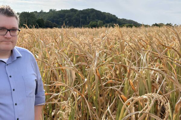 Computomics de Alemania obtiene 6.3 millones de euros para apoyar a los mejoradores de cultivos frente al calor y la sequía.