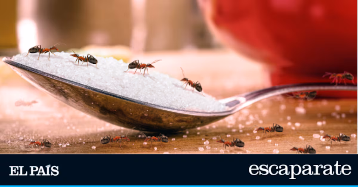 Eliminación efectiva de hormigas en el hogar: descubre la trampa que acaba con toda la colonia