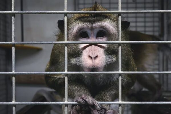El 50% de los españoles respalda el uso de animales en la investigación científica