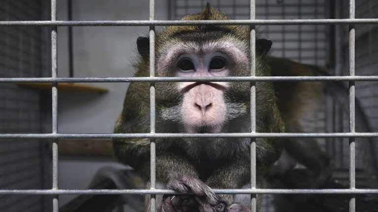 El 50% de los españoles respalda el uso de animales en la investigación científica