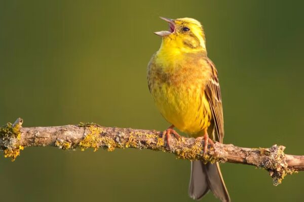 ¿Pueden los pájaros tener acentos? Explorando las variaciones regionales en el canto de las aves.