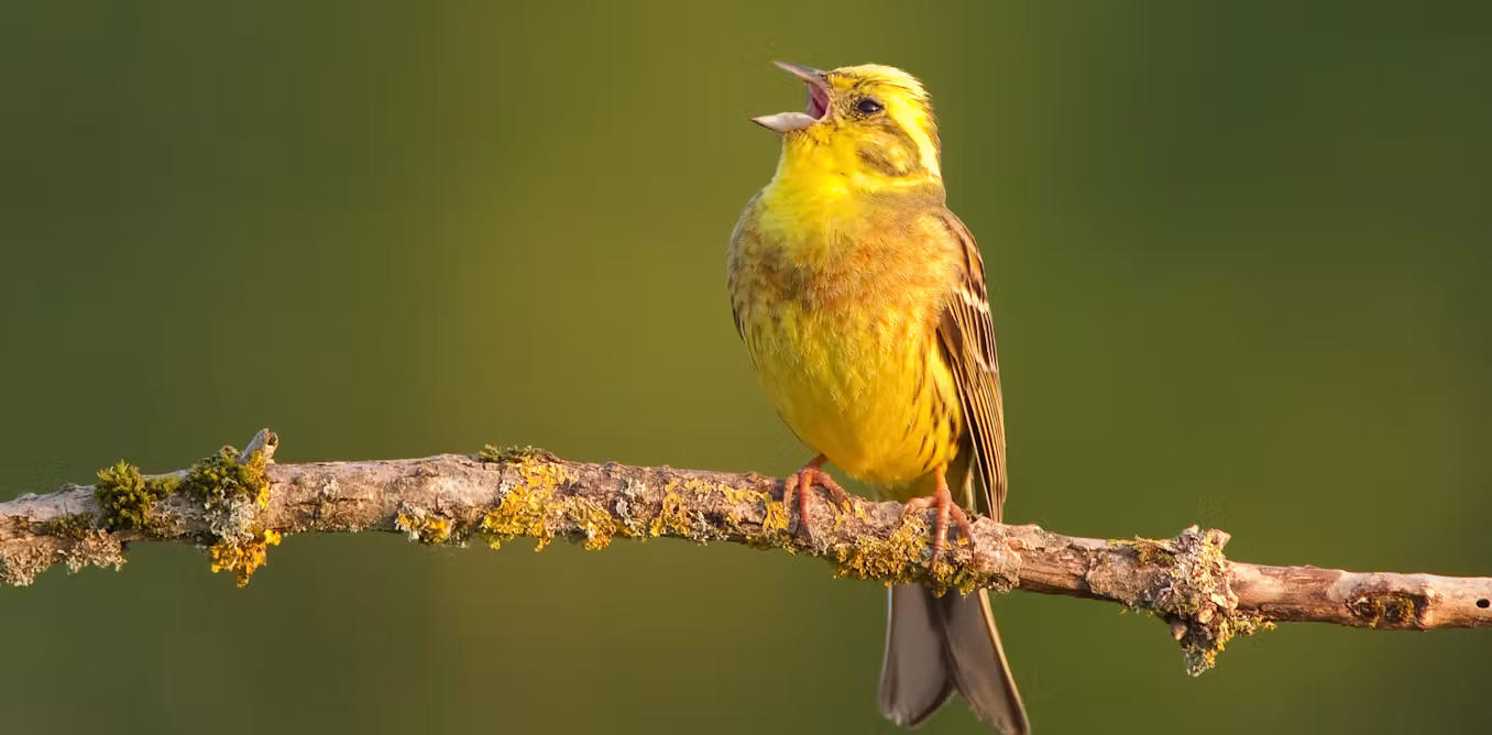 ¿Pueden los pájaros tener acentos? Explorando las variaciones regionales en el canto de las aves.