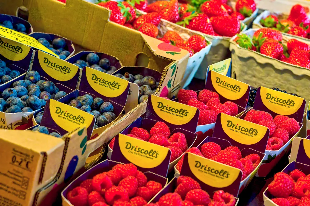 Driscoll's Alega que China Copió sus Secretos de Cultivo de Fresas