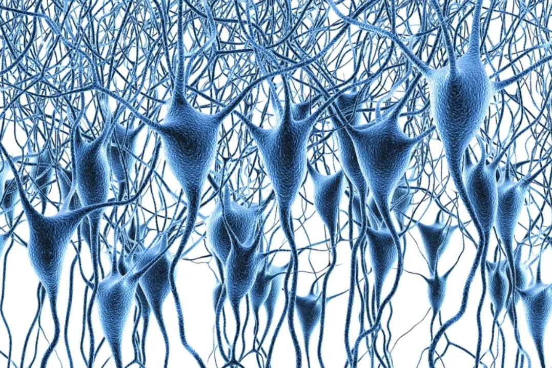 El atlas genómico más completo de la corteza prefrontal revela que la juventud concluye a los 24 años