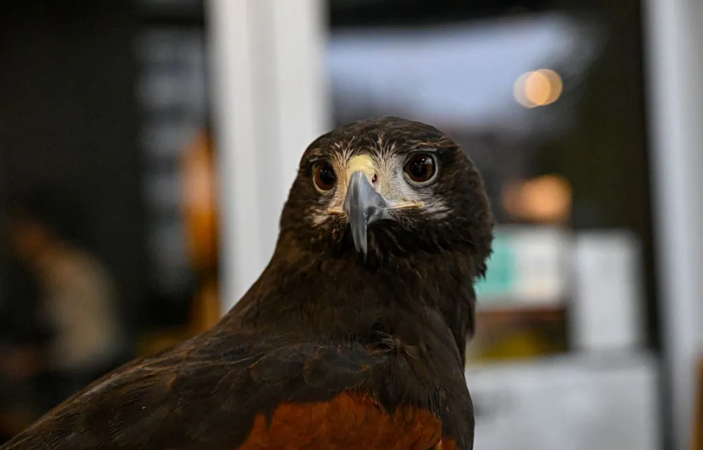 Un problema de palomas en una planta de Ford se soluciona con la ayuda de El Charro.