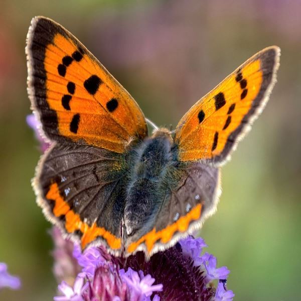 Las mariposas utilizan ilusiones ópticas para evadir a sus depredadores