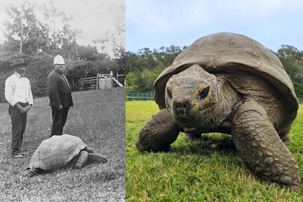 El anciano tortuga ‘Jonathan’ podría revelar los secretos para una longevidad extraordinaria en la naturaleza.