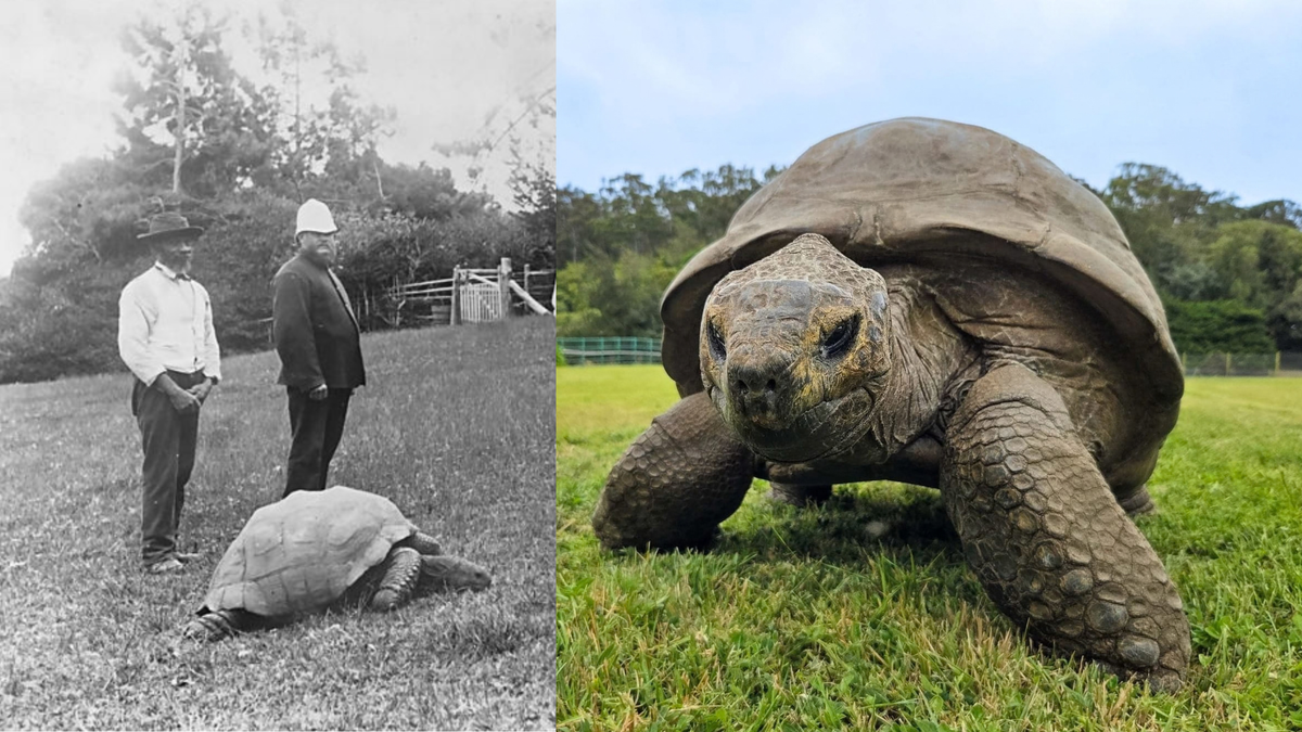 El anciano tortuga ‘Jonathan’ podría revelar los secretos para una longevidad extraordinaria en la naturaleza.