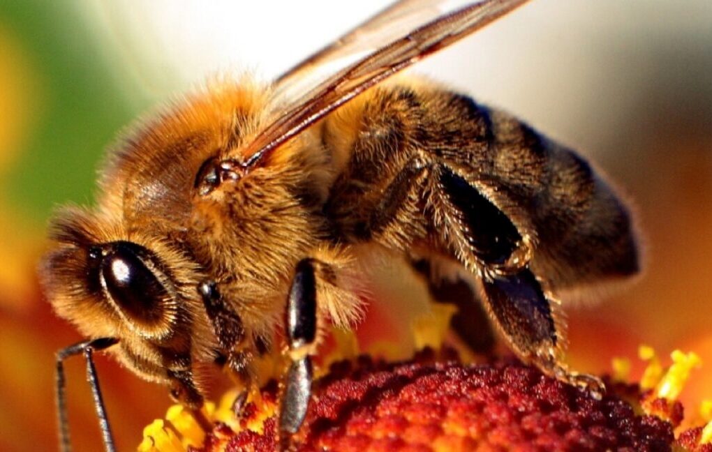 Video a alta velocidad muestra el mecanismo de inyección de veneno en las picaduras de las abejas melíferas.