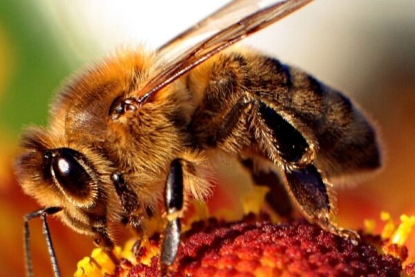 Video a alta velocidad muestra el mecanismo de inyección de veneno en las picaduras de las abejas melíferas.