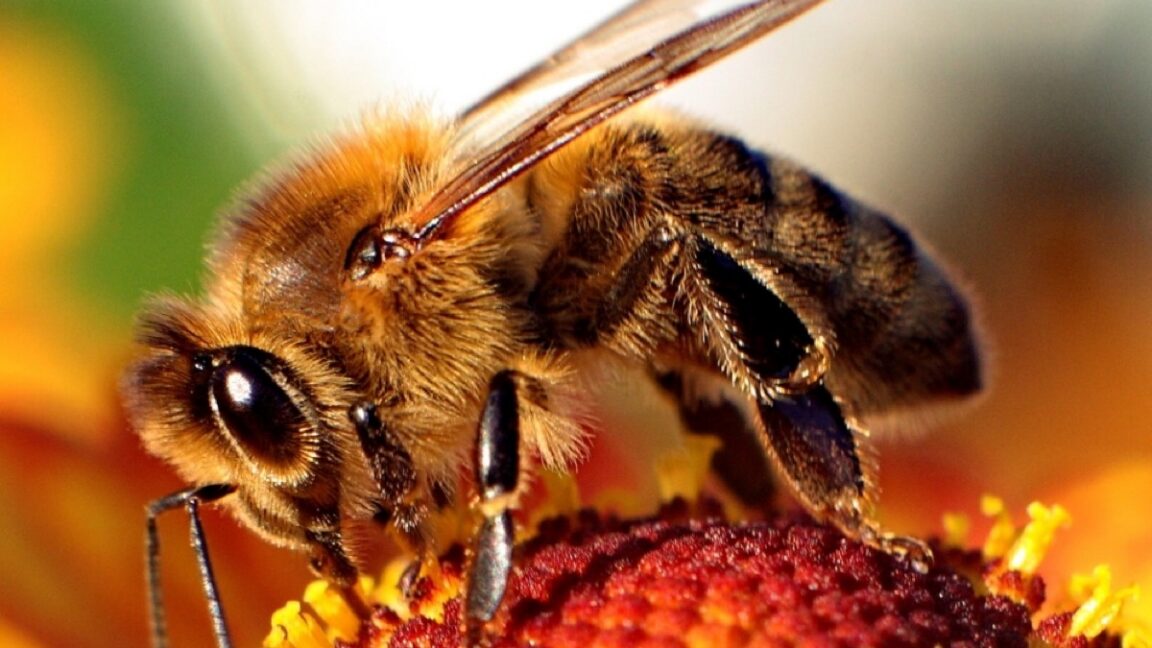Video a alta velocidad muestra el mecanismo de inyección de veneno en las picaduras de las abejas melíferas.