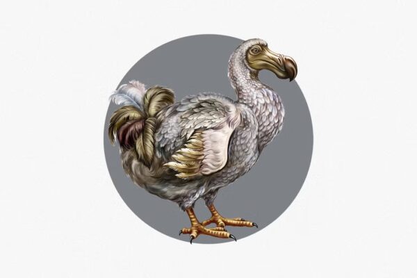 Colossal avanza significativamente en su proyecto para resucitar al Dodo